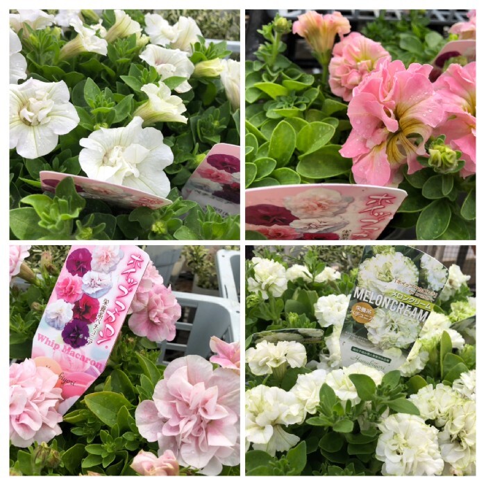 3／23の入荷情報 :: トマト園芸レイクタウン店