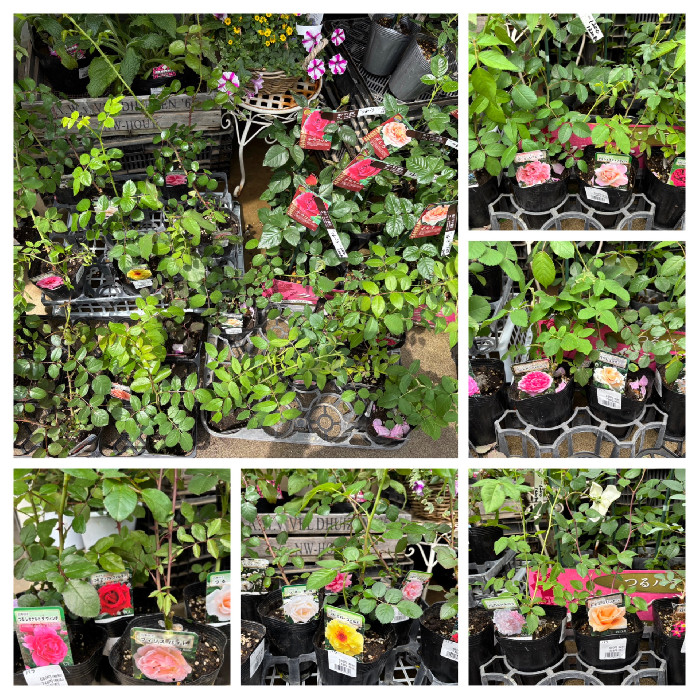 ナッシー出品❗マムシグサ苗他12苗お届けいたします。 ナッシー出品