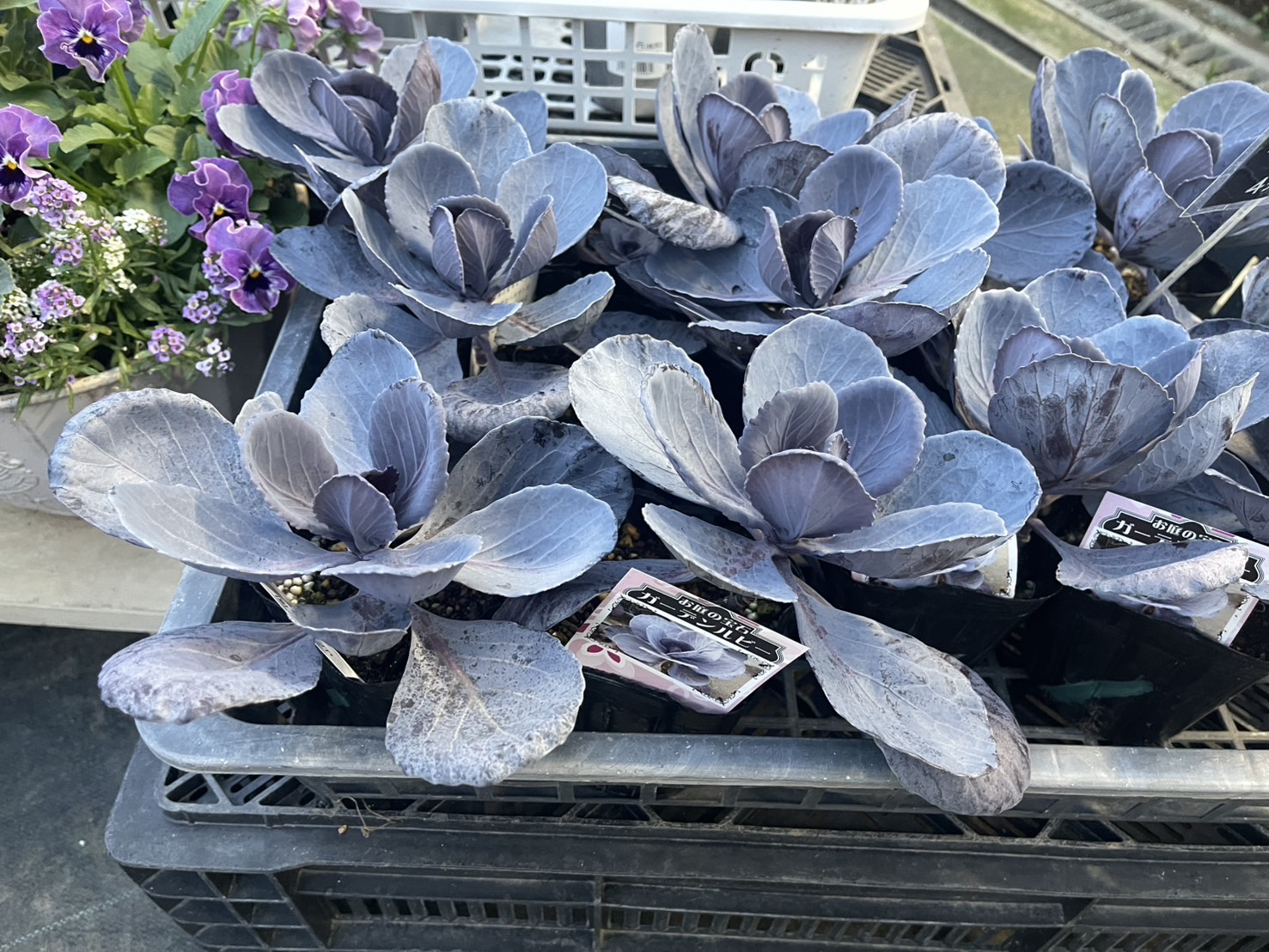 専用 113×169.5淡いグリーン メダリオン トルコヴィンテージラグ 専用